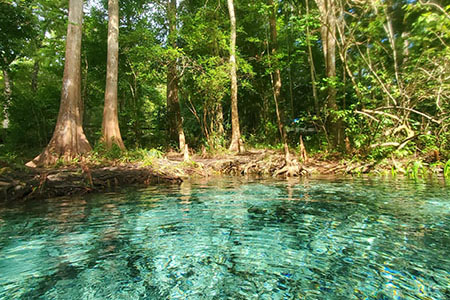 Clear water pond in a forest